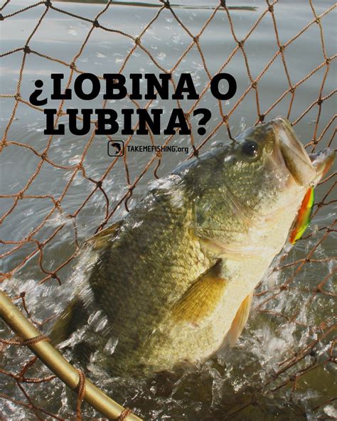 Consejos Para Pescar Lubina Fishing Adventure Boating Tips Popular