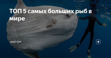 ТОП 5 самых больших рыб в мире | Crazy Top | Дзен