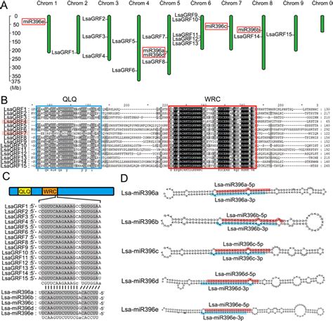 Chromosomal Locations And Sequence Alignments Of Lsagrfs And