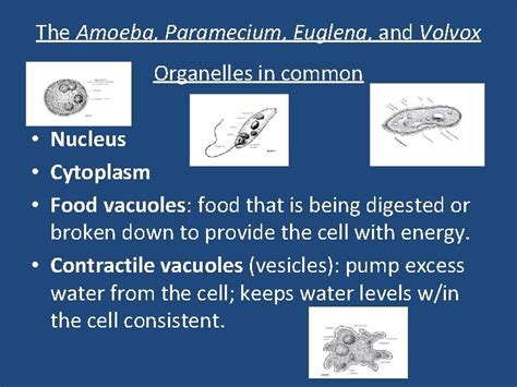 The organelles and their functions of the Amoeba