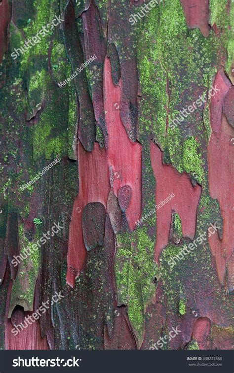 Yew Tree Closeup Bark Stock Photo 338227658 | Shutterstock