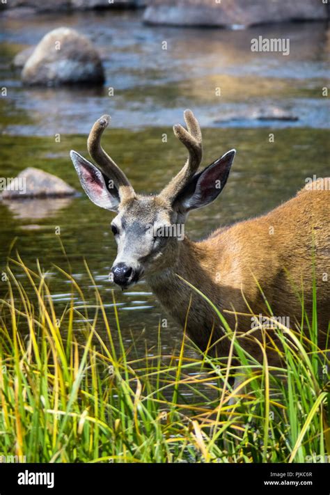 Mule Deer Drinking Stream Hi Res Stock Photography And Images Alamy