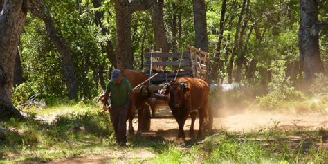 Startseite Professur für Wald und Agroforstsysteme