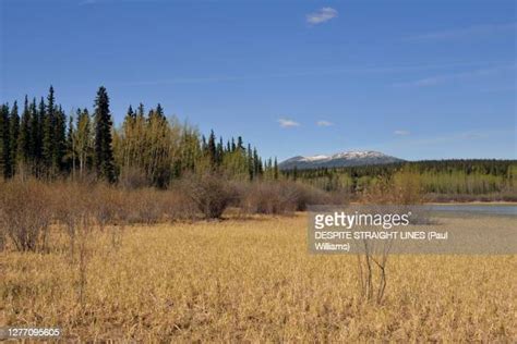 Yukon Highway 1 Photos And Premium High Res Pictures Getty Images
