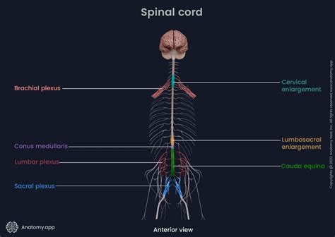 Spinal Cord Encyclopedia Anatomyapp Learn Anatomy 3d Models