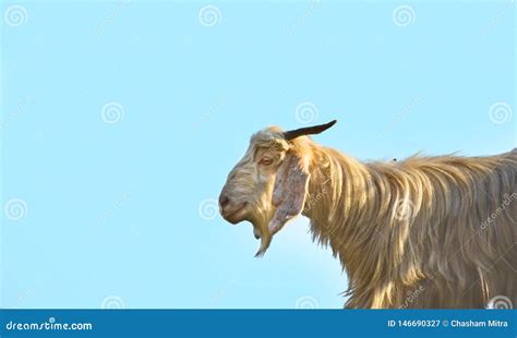 Mountain Sheep On A Campsite In Himalayas Stock Image Image Of Fresh