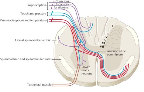 , Termination of different sensory inputs in dorsal horn cell of spinal ...