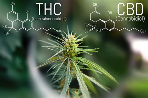 Cbd Vs Thc Ein Vergleich Der Medizinischen Potentiale Und