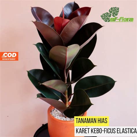 Jual Tanaman Hias Karet Kebo Ficus Elastica Shopee Indonesia