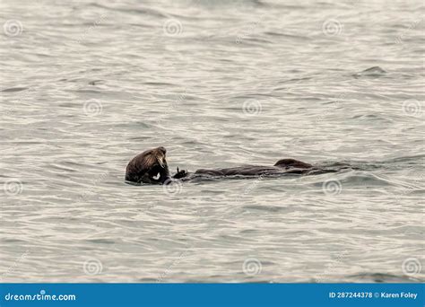 Sea Otter feeding in waves stock photo. Image of mammal - 287244378