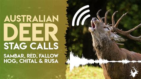 Australian Deer Stag Calls Sambar Red Fallow Hog Chital And Rusa