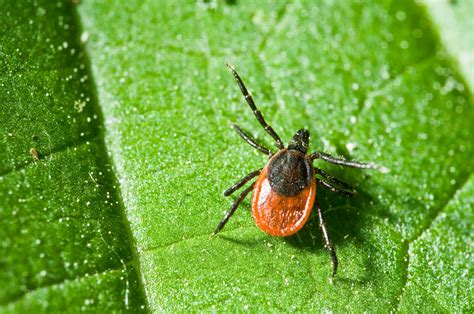 Tick-Deer:Black-legged - Green Pest Services | Pest Control | Exterminator