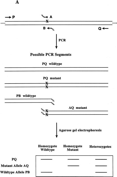 Overlapping Pcr For Bidirectional Pcr Amplification Of Specific Alleles