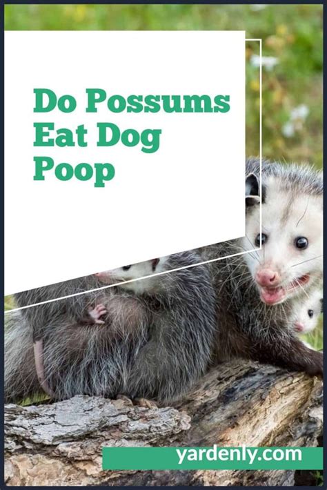 Do Possums Eat Dog Poop