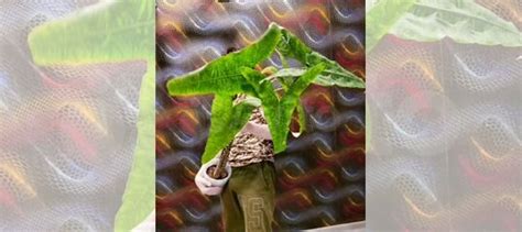 Алоказии разные, клубни купить в Чехове | Товары для дома и дачи | Авито