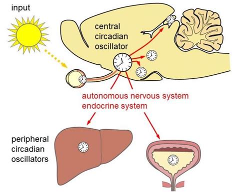 The Role Of Purinergic Receptors In The Circadian System MDPI