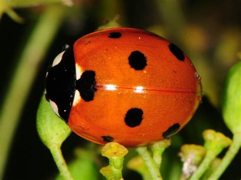 Seven Spotted Ladybug Animals Wiki Fandom