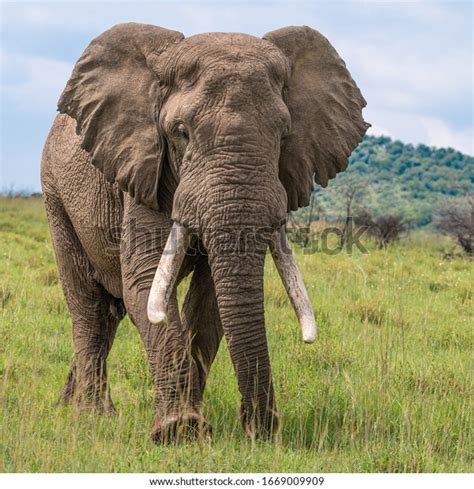 Large African Bull Elephant Impressive Tusks Stock Photo (Edit Now ...