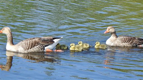 Дружная семейка | Пикабу