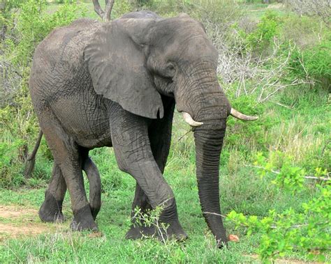 Free African Elephant Bull Male 1 Stock Photo