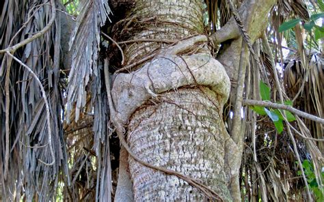 What Are Strangler Figs Sanibel Real Estate Guide