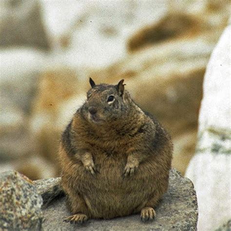 Fat Squirrels That Totally Overate This Winter