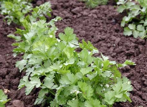 Выращивание кинзы: рекомендации и советы