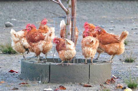 What Are Red Sex Link Chickens A Comprehensive Guide