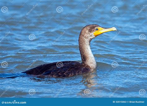 Double Crested Cormorant Stock Image Image Of Feed Double 32015063