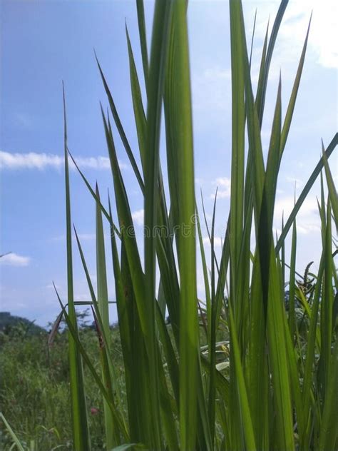 Bushes Of Reed Trees Under The Hot Sun Stock Image Image Of Trees Reed