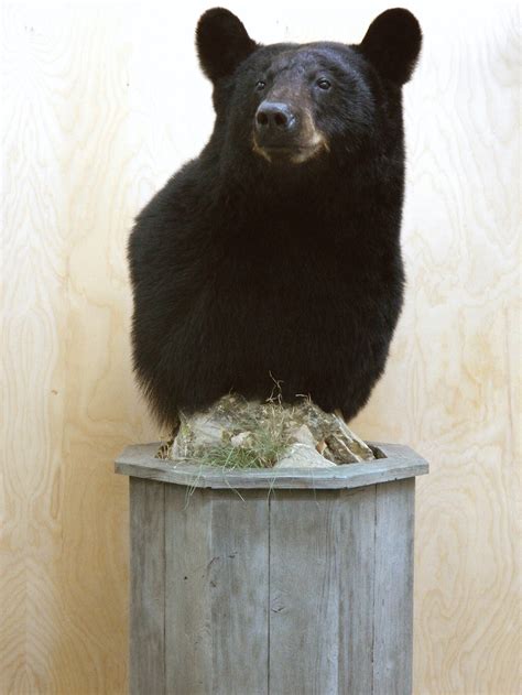Bear Taxidermistbear Taxidermyblack Bear Mountpennsylvania Black