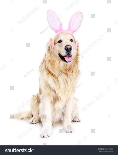 Golden Retriever Dressed Bunny Stock Photo 181813064 | Shutterstock