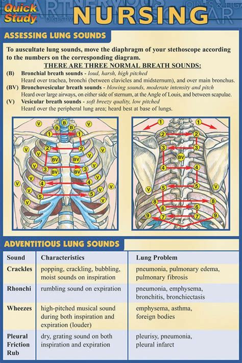 Lung Sounds Descriptions Rosh Review Nursing School Survival Icu