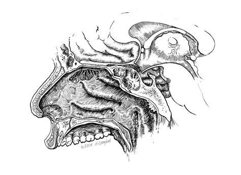 Medical Illustration Nasal Cavity On Behance