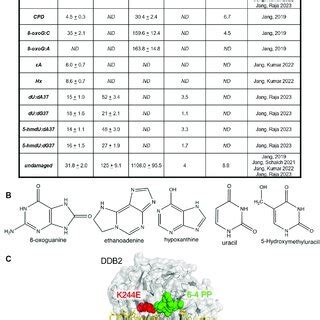 Uv Ddb Can Bind Ber Substrates With High Specificity A Table Of