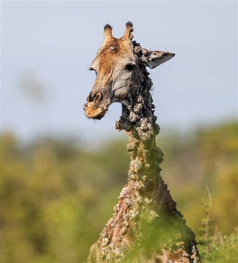 Master - Photographer Left Speechless After Finding This Giraffe And