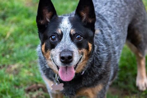 Long Haired Australian Cattle Dog On Sale Danzhaocc