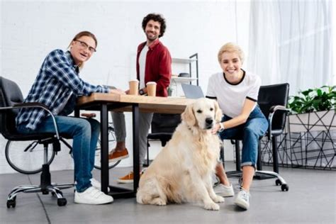 Animaux Emmener Son Chien Au Travail Est Ce Possible