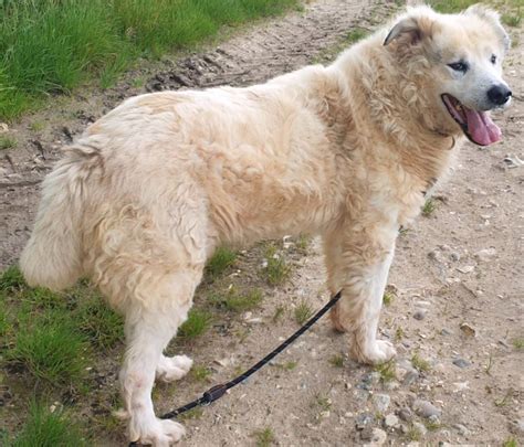 Ces chiens attendent au refuge de Nargis découvrez les portraits de