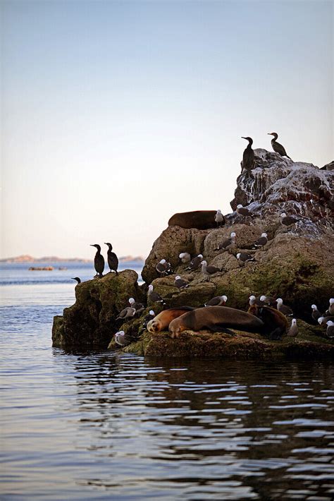 Heermanns Gulls Larus Heermanni License Image Lookphotos