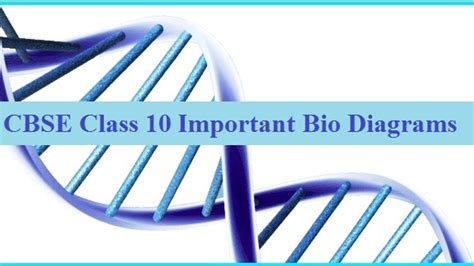 Important Biology Diagrams For Cbse Class Science Board Exam