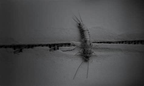 How To Spot A Silverfish Problem Merlin Environmental