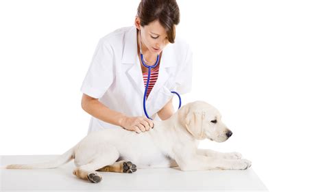 veterinary courses globus academy