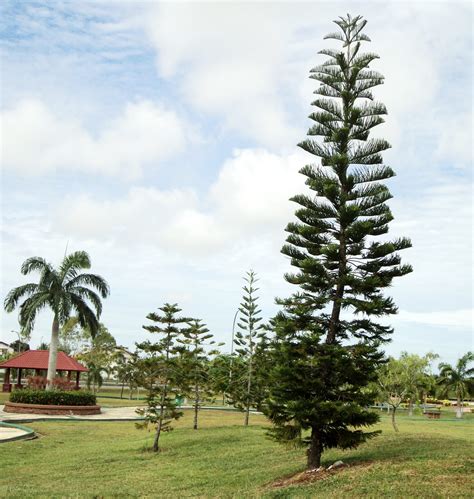 Laman Kambatik Plants list (3rd ed.): Araucaria heterophylla ( Norfolk