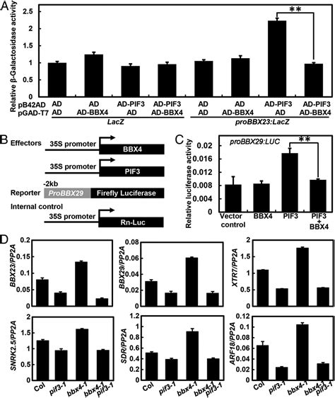 Bbx4 A Phyb Interacting And Modulated Regulator Directly Interacts