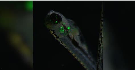 Shocking Study Finds Electric Eels Can Alter DNA of Other Animals