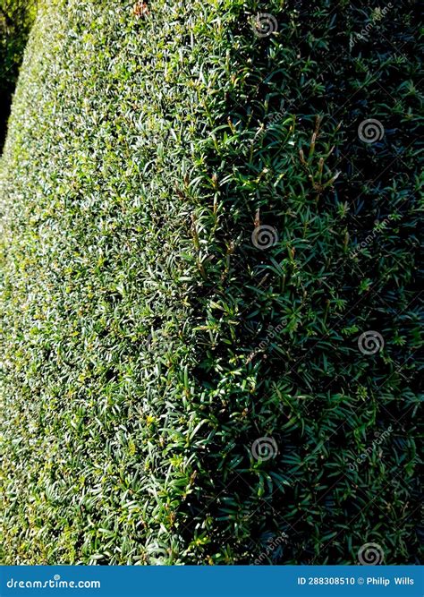 Detail of a Yew Hedge in Shadow. Stock Photo - Image of soil, lawn ...