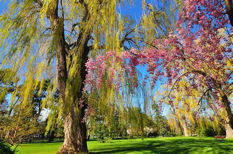 Bilder Natur Frühling Park Bäume Blühende Bäume