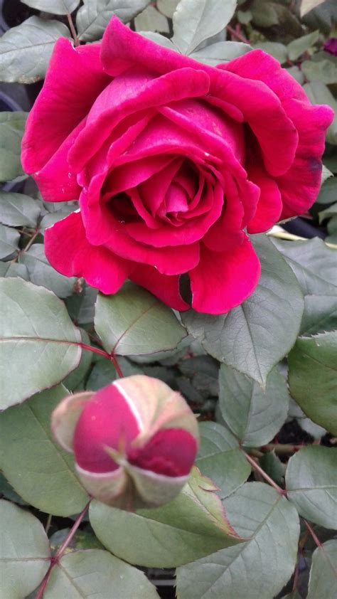 Crimson Glory Clb - Newstead Roses