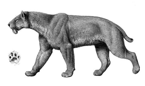 Mauricio Antón Smilodon P Digitigrade Illustration Prehistoric